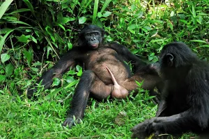 Penis: Bonobo / Pygmy Chimpanzee / Dwarf Chimpanzee / Gracile