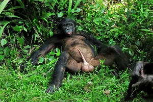Penis: Bonobo / Pygmy Chimpanzee / Dwarf Chimpanzee / Gracile