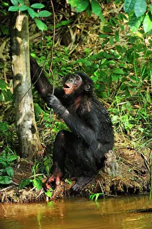 Chimpanzee: Bonobo / Pygmy Chimpanzee / Dwarf Chimpanzee / Gracile