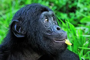 Chimpanzee: Bonobo / Pygmy Chimpanzee / Dwarf Chimpanzee / Gracile