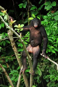 Penis: Bonobo / Pygmy Chimpanzee / Dwarf Chimpanzee / Gracile