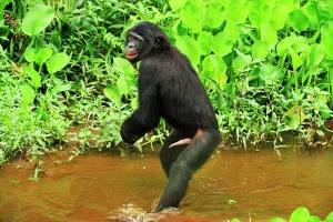 Penis: Bonobo / Pygmy Chimpanzee / Dwarf Chimpanzee / Gracile
