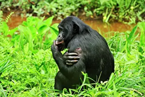 Chimpanzee: Bonobo / Pygmy Chimpanzee / Dwarf Chimpanzee / Gracile