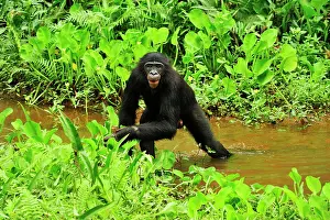Dwarf: Bonobo / Pygmy Chimpanzee / Dwarf Chimpanzee / Gracile