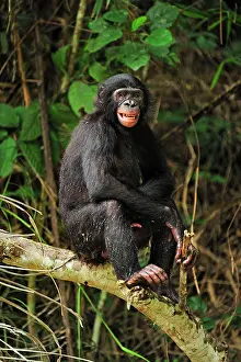 Dwarf: Bonobo / Pygmy Chimpanzee / Dwarf Chimpanzee / Gracile