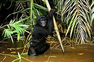 Dwarf: Bonobo / Pygmy Chimpanzee / Dwarf Chimpanzee / Gracile