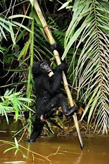 Dwarf: Bonobo / Pygmy Chimpanzee / Dwarf Chimpanzee / Gracile