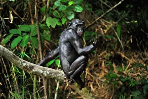 Dwarf: Bonobo / Pygmy Chimpanzee / Dwarf Chimpanzee / Gracile