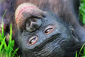 Dwarf: Bonobo / Pygmy Chimpanzee / Dwarf Chimpanzee / Gracile