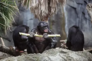 Chimp: Bonobo / Pygmy CHIMPANZEE - eating sugar cane