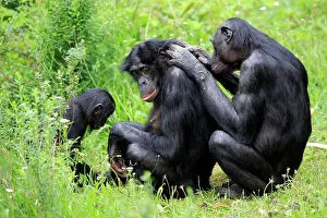 Bonobo: Bonobo, pygmy chimpanzee (Pan Paniscus), adult