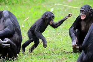 Bonobo: Bonobo, pygmy chimpanzee (Pan Paniscus), juvenile