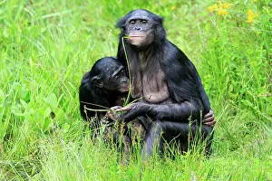 Suckle: Bonobo, pygmy chimpanzee (Paniscus), adult, female