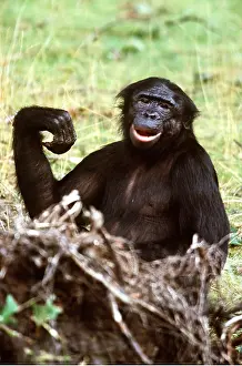 Chimp: Bonobo / Pygmy CHIMPANZEE - portrait