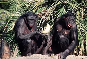 Chimp: Bonobo / Pygmy CHIMPANZEE - x two, holding melon