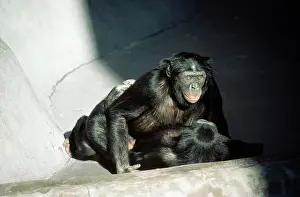 Anthropomorphic: Bonobo / pygmy CHIMPANZEES - Copulating, male on top