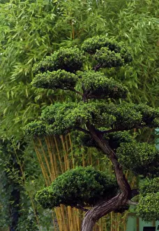 Proportion: Bonsai
