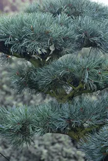 Bonsai: Bonsai