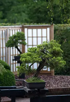 Composition: Bonsai