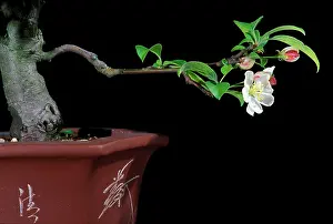 Containers: Bonsai Apple-tree