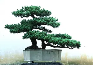 Kallen Marc Ferrero: BONSAI GARDEN - mostly pines