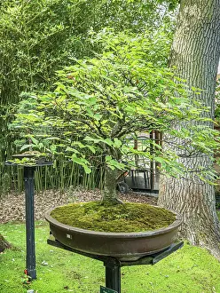 Beech: Bonsai, Japanese Beech, Fagus crenata