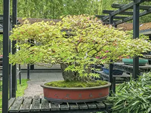 Container: Bonsai, Japanese maple, Acer palmatum, Parc floral