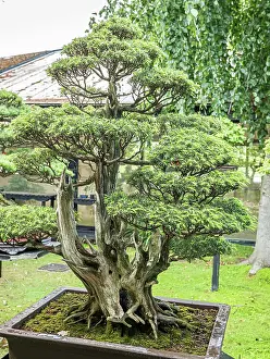 Pine: Bonsai, Japanese white Pine, Pinus parviflora var