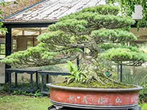 Container: Bonsai, Japanese white Pine, Pinus parviflora var