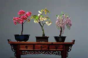 Containers: Bonsai - (left to right) Malus, Japanese Peach