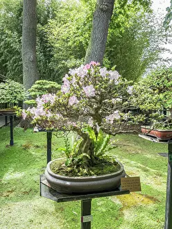 Cycle: Bonsai, Rhododendron indicum Asahi-no-Hikari