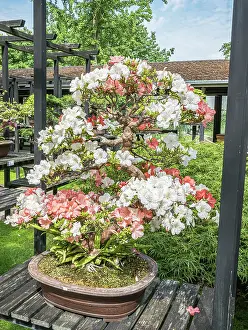 Cycle: Bonsai, Satsuki Azalea, Rhododendron indicum, in bloom