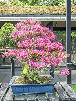 Frond: Bonsai, Satsuki Azalea, Rhododendron indicum Korin