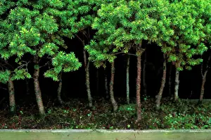 Containers: Bonsai Spruce Forest Trunks - Yose-ue style, 12