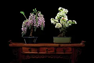 Containers: Bonsai wisteria and apple trees (Malus cerasifera)