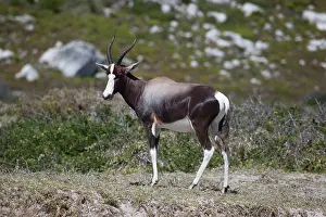 Pygargus: Bontebok