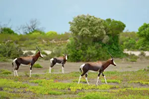 Michele Menegon: Bontebok