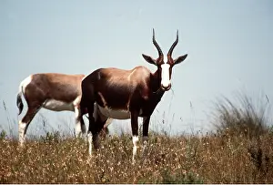 Bontebok: BONTEBOK