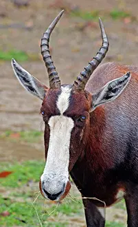 Dorcas: Bontebok / Blesbok