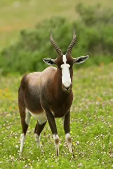 Pygargus: Bontebok - feeding in flowery grassland. western