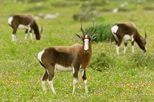 Pygargus: Bontebok. feeding in flowery grassland - western