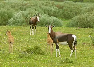 Pygargus: Bontebok - female and young