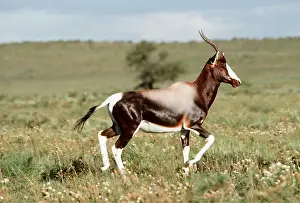 Cantering: BONTEBOK - with glossy coat
