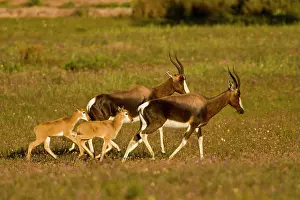Pygargus: Bontebok, a rare antelope, at Bushman's