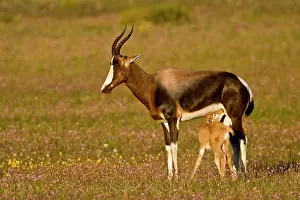 Pygargus: Bontebok, a rare antelope, at Bushman's