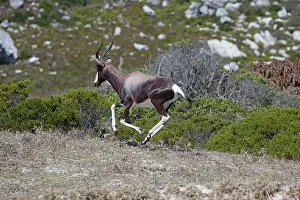 Pygargus: Bontebok - running