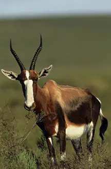 Dorcas: Bontebok - Subspecies, now extinct as wild animals