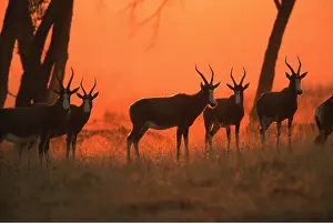 Antelopes: BONTEBOK x five at sunset