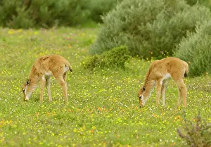 Pygargus: Bontebok - young grazing