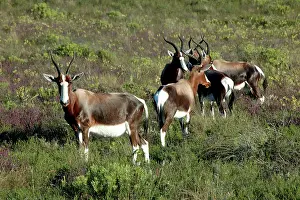 Dorcas: Bonteboks amongst fynbos